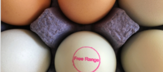 Eggs in an egg carton with the 'free range' stamp.